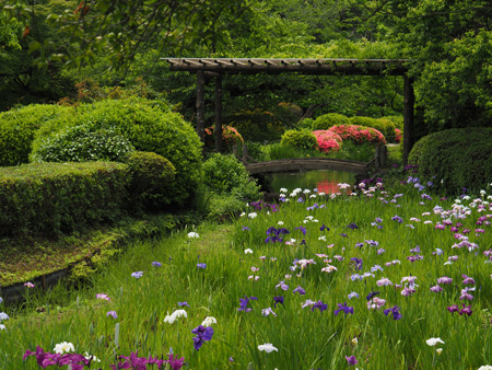 小石川植物園