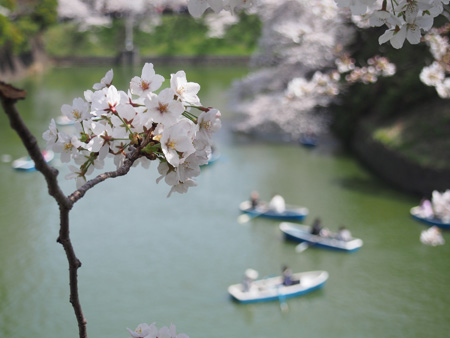 千鳥ヶ淵