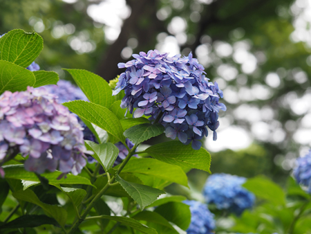 紫陽花