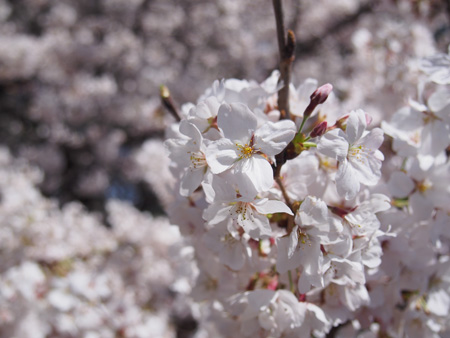 中の池の桜