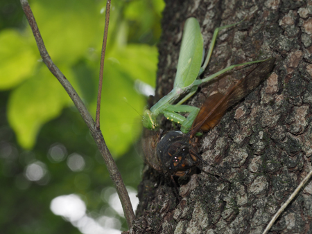 ハラビロカマキリ