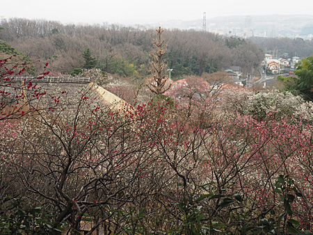 京王百草園