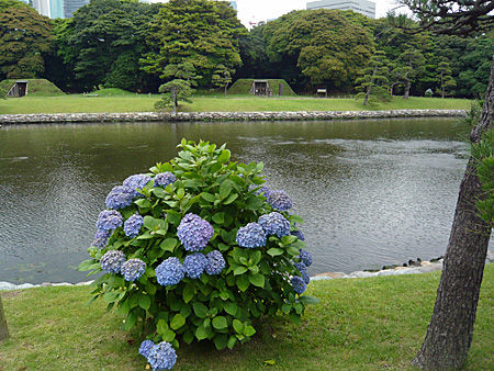 浜離宮横堀