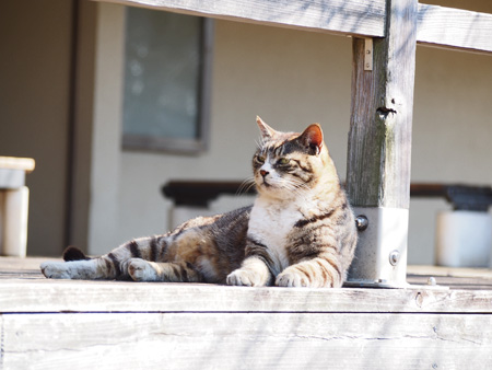猫