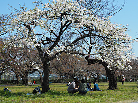 小石川植物園