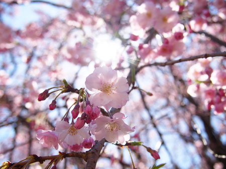 シダレ桜