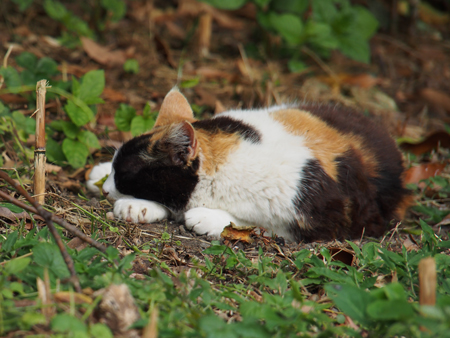 猫