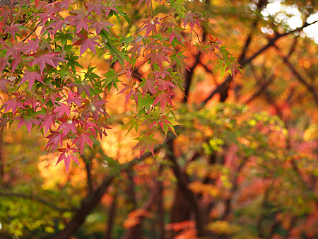 北の丸公園