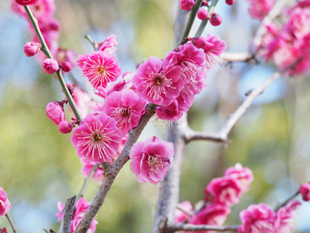芝公園の梅