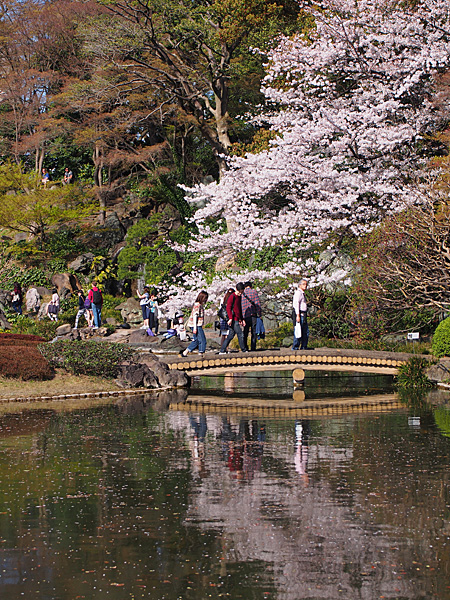 皇居の桜