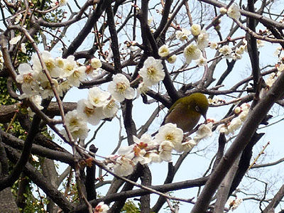 梅(メジロ)