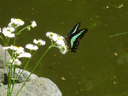小石川植物園