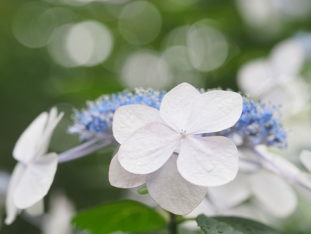 紫陽花