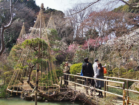 百草園 雪吊り