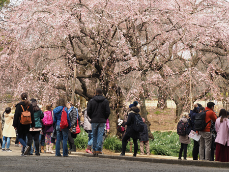 枝垂れ桜