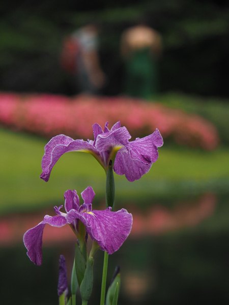 花菖蒲