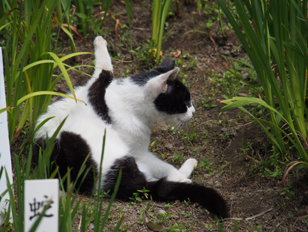 ねこ