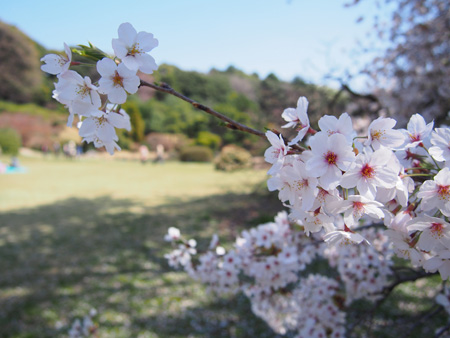 日本庭園
