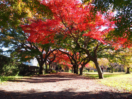 小石川植物園