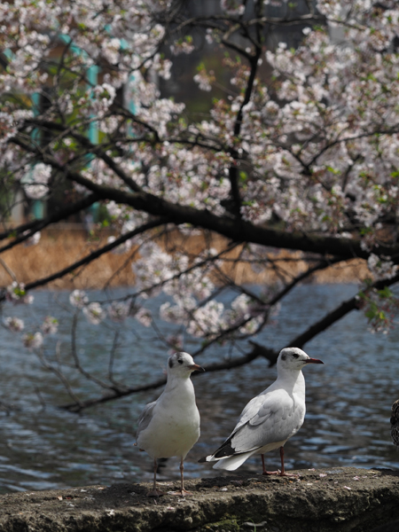 カモメ