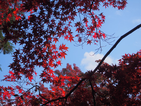 モミジと空