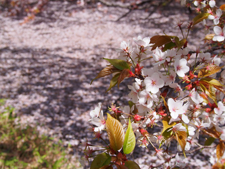 桜と池