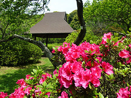小石川植物園