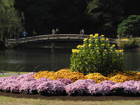 上の池の菊