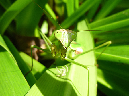 カマキリ