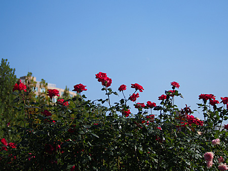 薔薇