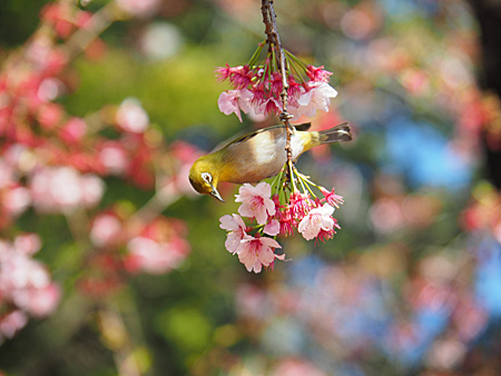 寒桜