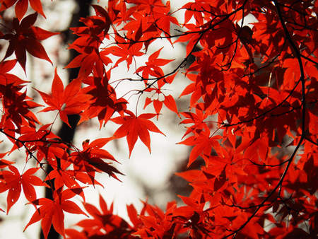 赤い紅葉