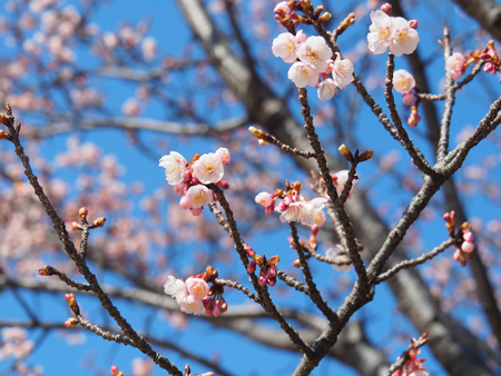寒桜
