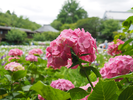 本土寺の紫陽花