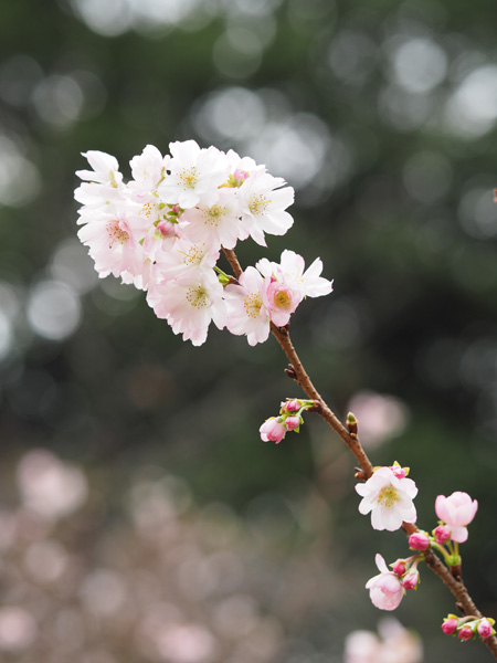 十月桜