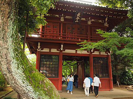 本土寺の紫陽花