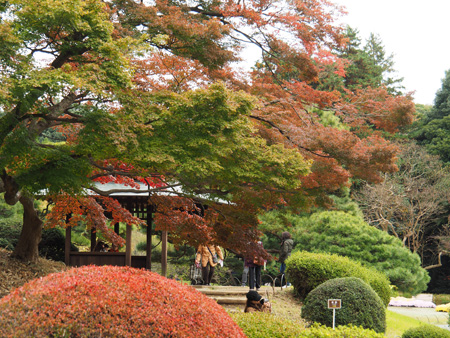 上の池のモミジ