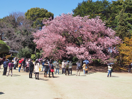 日本庭園の桜