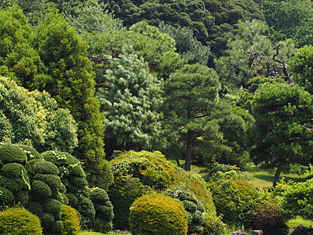 小石川植物園