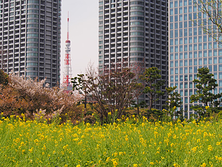 菜の花東京タワー
