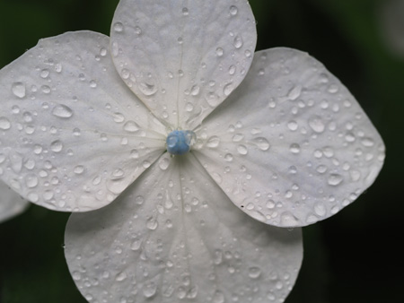 紫陽花