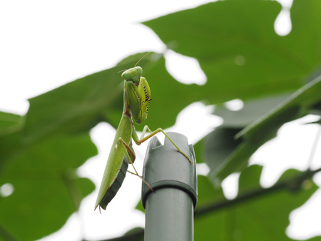 ハラビロカマキリ