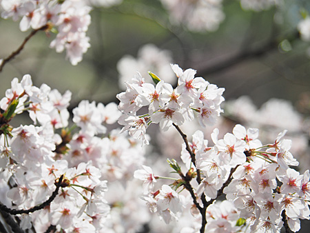 桜