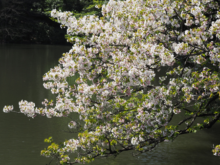 上の池の桜