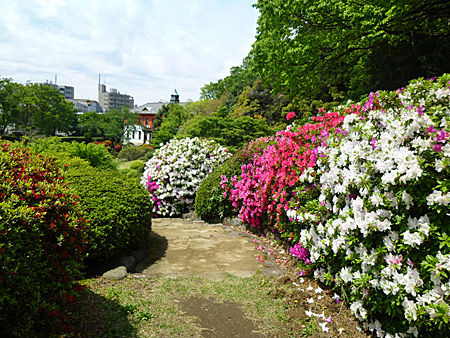 小石川植物園