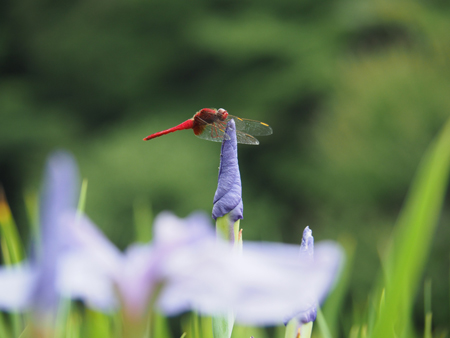 ショウジョウトンボ