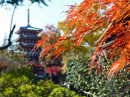 本土寺