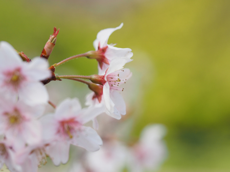 啓翁桜