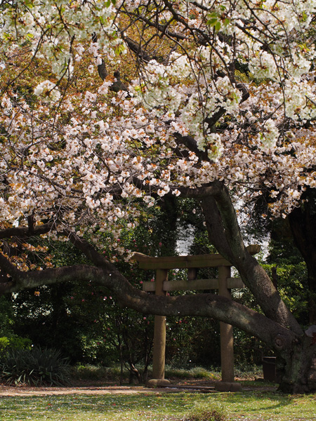 桜と鳥居