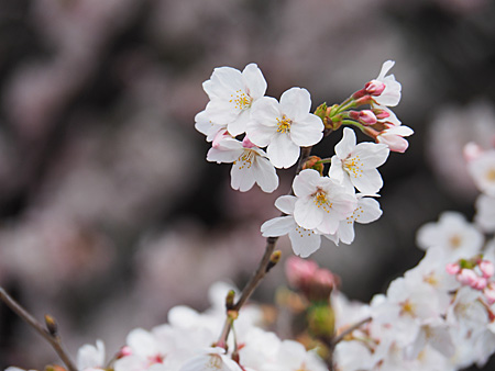 中の池